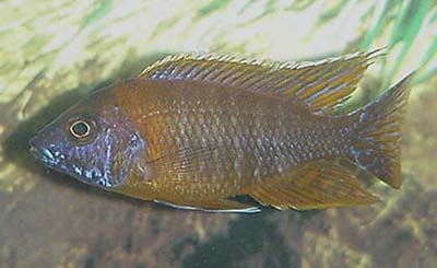 Aulonocara steveni